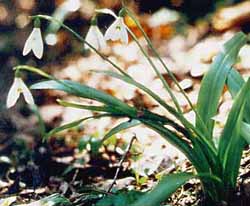 Galanthus