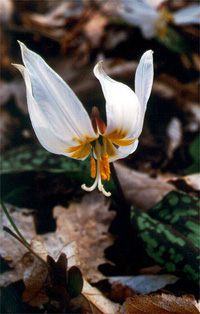 Erythronium caucasicum